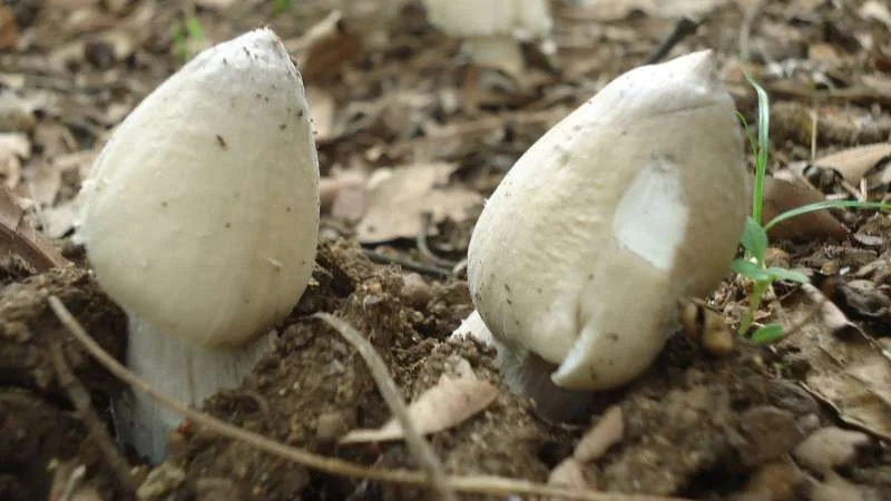 Nấm tươi có hương vị và màu sắc đặc trưng