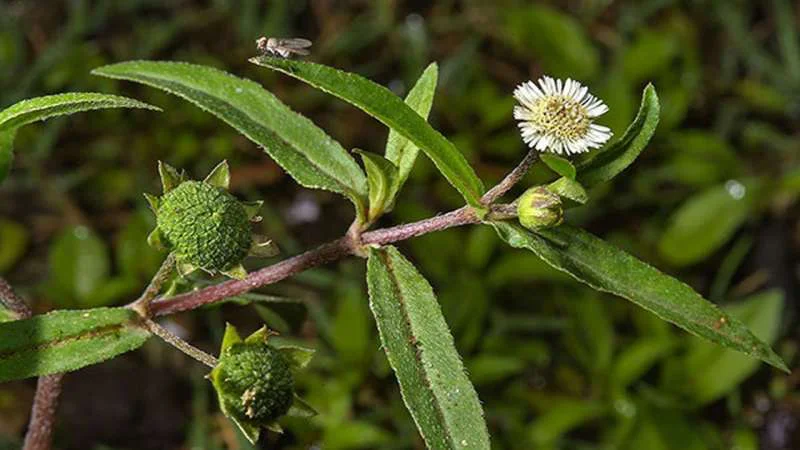 Cây cỏ Mực