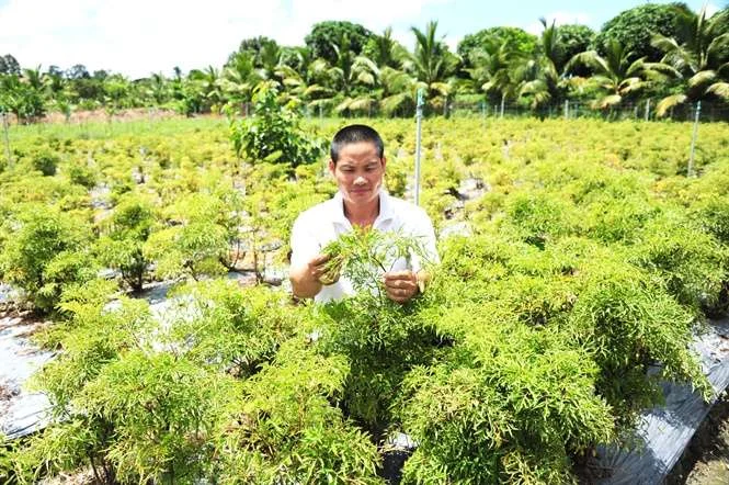 Trồng và chăm sóc Đinh lăng không đòi hỏi kỹ thuật cao