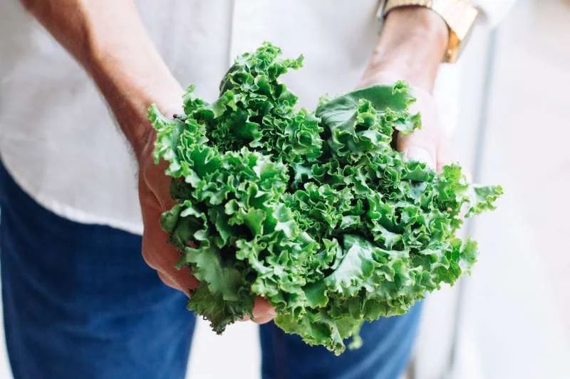 Cải xoăn hay còn gọi là cải Kale