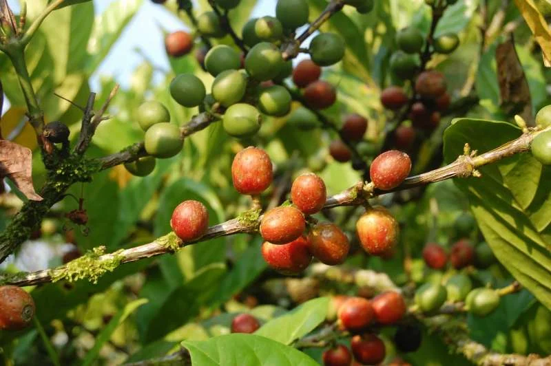 Cà phê Excelsa