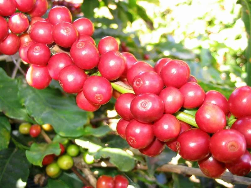 Cây cà phê Robusta