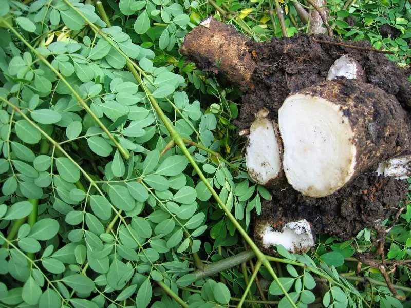 Củ và lá Chùm ngây giàu Beta-sitosterol