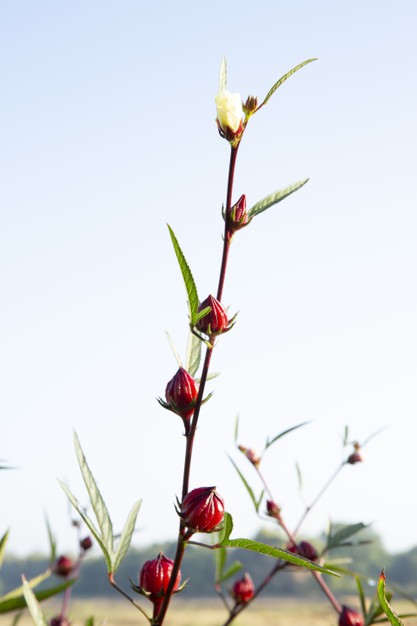 Hoa Bụp giấm với sắc đỏ đặc trưng