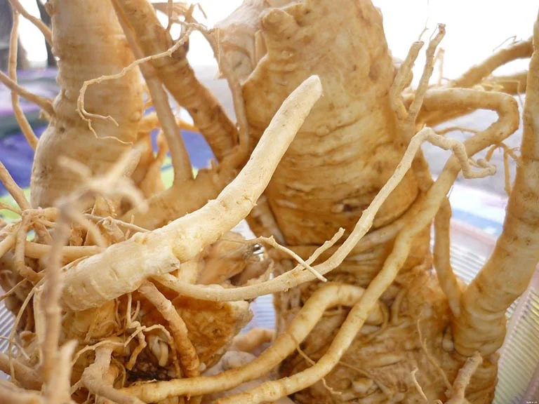 Rễ Đinh lăng