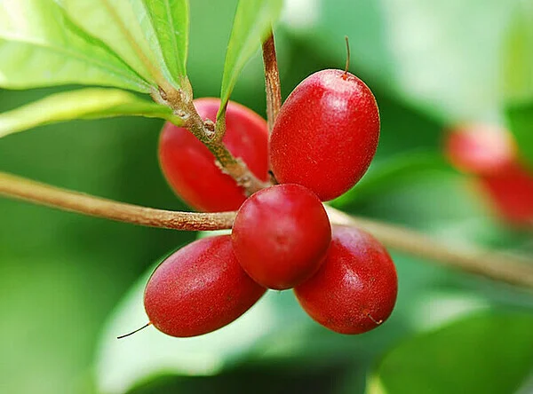 Quả Thần kỳ