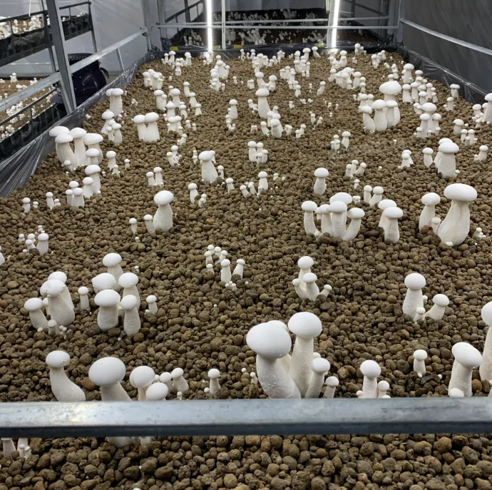 Nấm Hoàng Đế không khó trồng