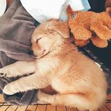 TOP 5 Ý nghĩa những tư thế ngủ của loài chó