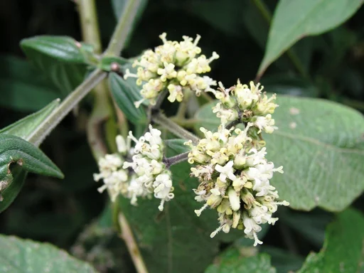 Cây Dạ cẩm