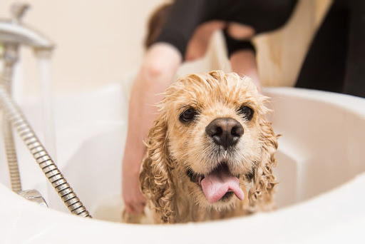 Chú chó được tắm sạch sẽ
