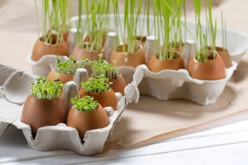 Vỏ trứng làm giá thể gieo hạt