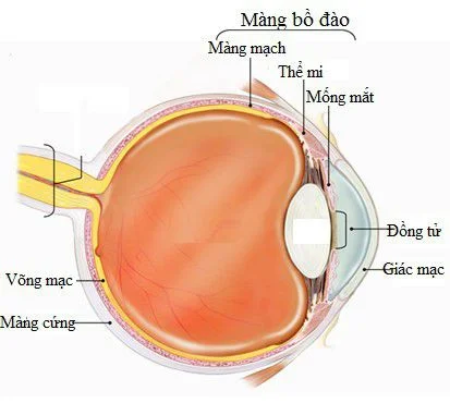 Viêm màng bồ đào