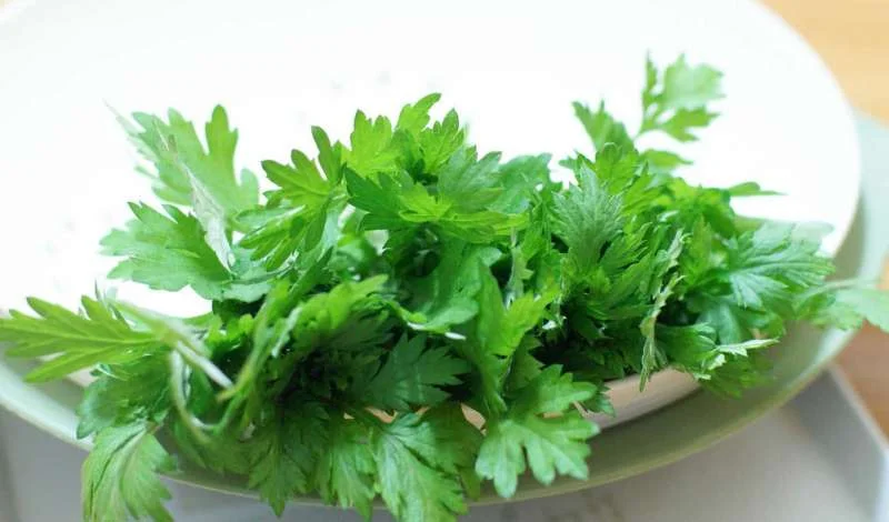 Làm trắng da bằng lá tía tô và ngải cứu