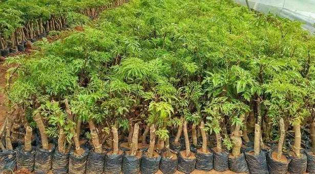Bầu giâm Đinh lăng