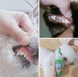 Top 3 sản phẩm vệ sinh răng miệng chó mèo siêu dễ Sen nào cũng làm được